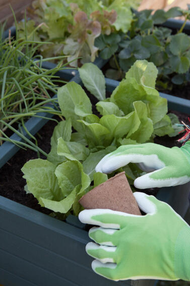 Glove