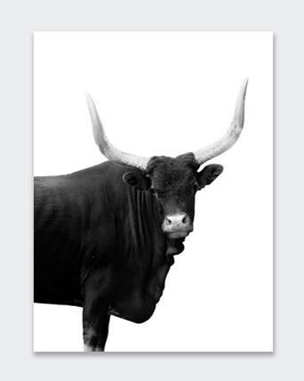 POSTER BULL 2 30X40CM