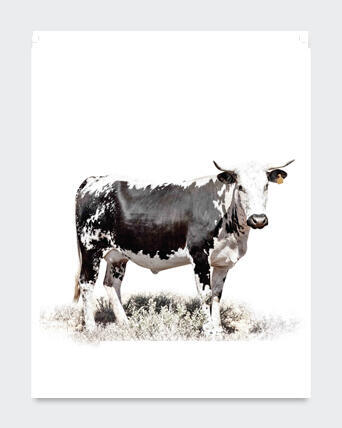 POSTER NGUNI 2 50X70