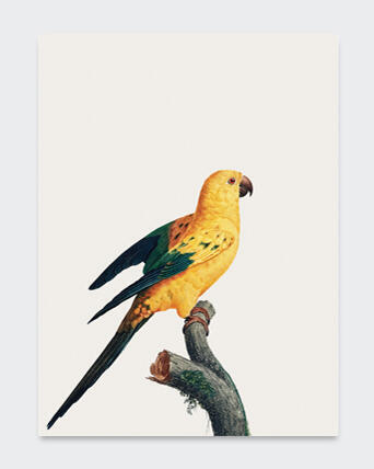 POSTER TROPICAL BIRD 5 70X100CM