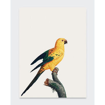POSTER TROPICAL BIRD 5 70X100CM