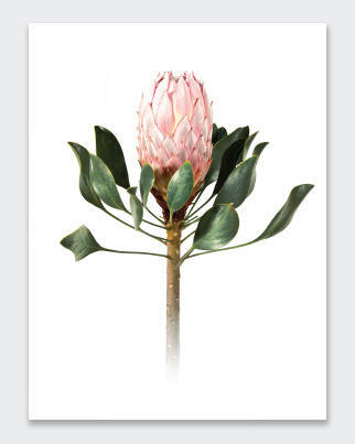 POSTER PROTEA  21X29.7CM
