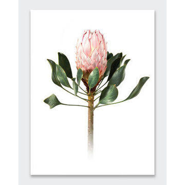 POSTER PROTEA  21X29.7CM