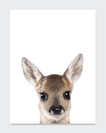POSTER FOREST ANIMAL 2 21X29.7CM