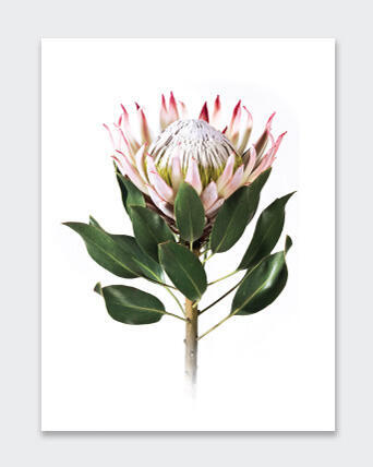 POSTER PROTEA 1 21X29.7CM