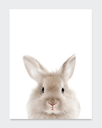 POSTER FOREST ANIMAL 1 21X29.7CM