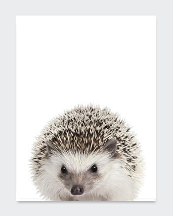 POSTER FOREST ANIMAL 3 21X29.7CM