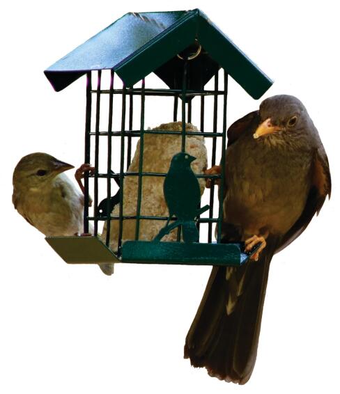 Bird Feeder, Suet Slab Feeder, ELAINES BIRDING