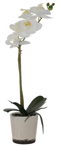 ORCHID REAL TOUCH WHITE 43CM