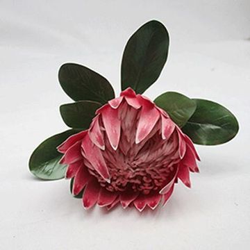 KING PROTEA PINK 75CM