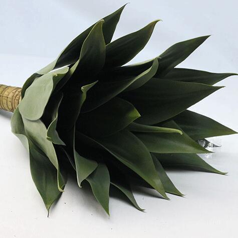 AGAVE PLANT MED 50CM