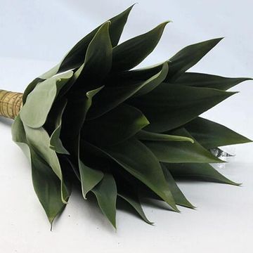 AGAVE PLANT MED 50CM