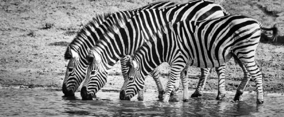Canvas 3 zebras 170x170cm