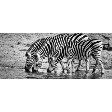 Canvas 3 zebras 170x170cm