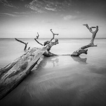 CANVAS FALLEN TREE 600X600CM