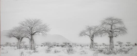 CANVAS BAOBAB TREE 700X1700