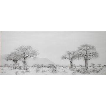 CANVAS BAOBAB TREE 700X1700