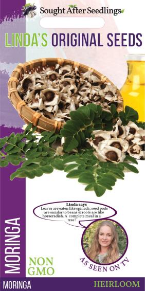 Linda's original seed  moringa