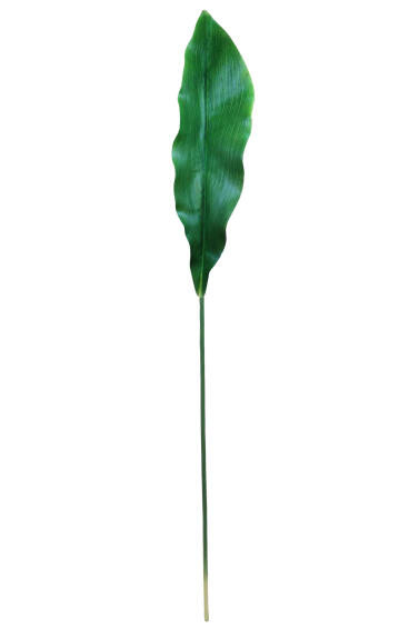 GINGER LILY STEM LARGE