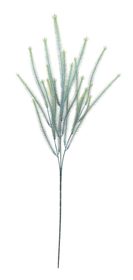 ARAUCARIA ANGUSTIFLORA SPRAY 30 LTGR