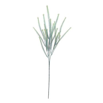 ARAUCARIA ANGUSTIFLORA SPRAY 30 LTGR