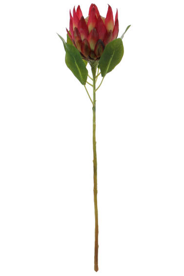 KING PROTEA 27 PKMV