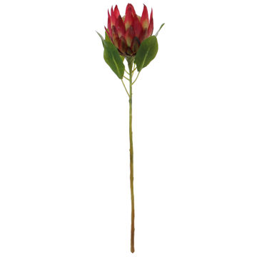 KING PROTEA 27 PKMV