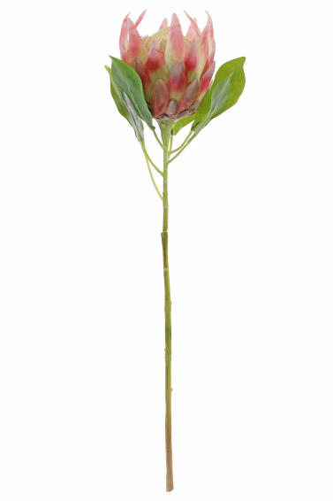KING PROTEA 27 PKCR