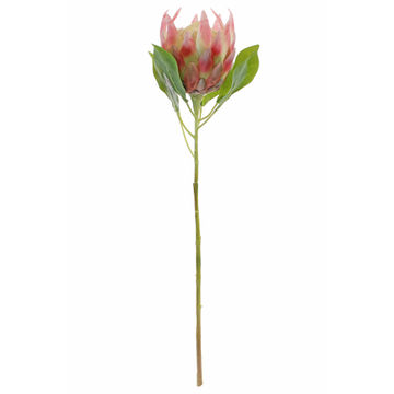 KING PROTEA 27 PKCR