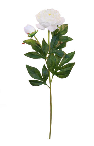 PEONY W LVS 25 CREAM