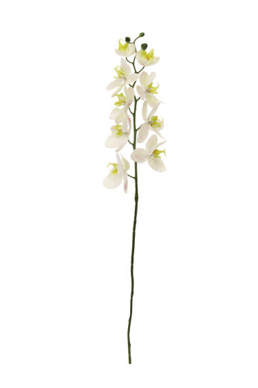 Orchid Stem White 77cm 