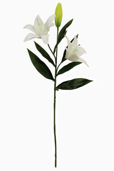 LILY TIGER SPRAY 25 WHITE
