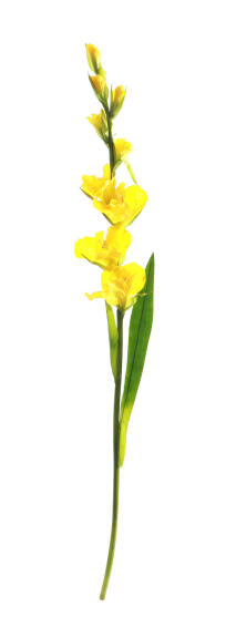 Gladiolus Yellow 86cm