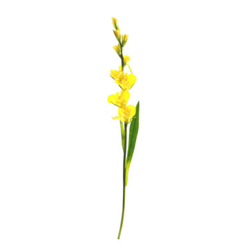 Gladiolus Yellow 86cm