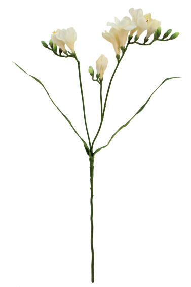 Freesia Cream 25cm