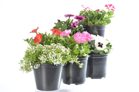 Assorted Annual Colour Flowers 15cm Pot