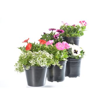 Assorted Annual Colour Flowers 15cm Pot