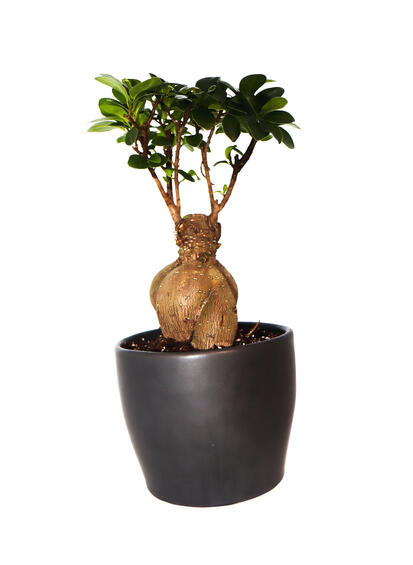Ficus Ginseng Bonsai in 14cm pot
