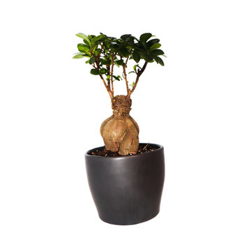 Ficus Ginseng Bonsai in 14cm pot