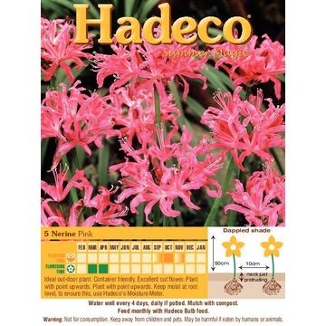 Nerine Bowdenii Pink - 129