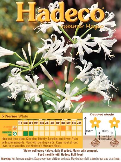Nerine Bowdenii White - 131