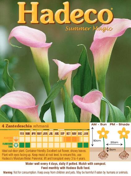 ZANTEDESCHIA PENTLANDII - YELLOW- 138