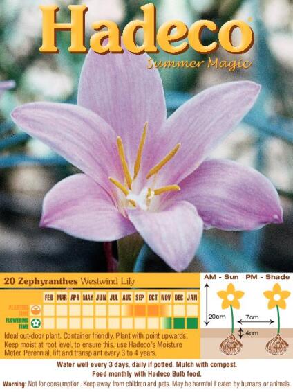Zephyranthes Grandiflora Westwind Lily -