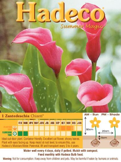 Zantedeschia Chianti - Red - 303