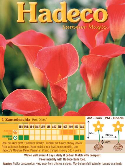 Zantedeschia Red Sox-Orange Red - 314