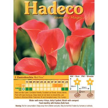 Zantedeschia Red Sox-Orange Red - 314