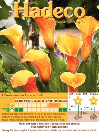 Zantedeschia Passion Fruit - 319