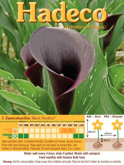 Zantedeschia Black Panther - Black - 331