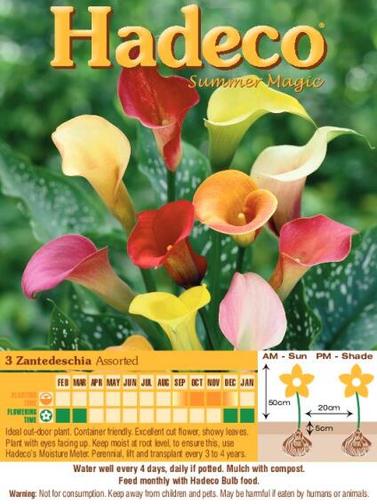 Zantedeschia Assorted - 335