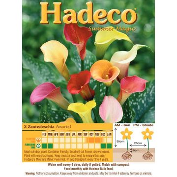 Zantedeschia Assorted - 335
